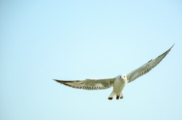seagull in the sky