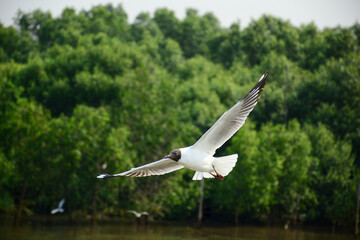 seagull in flight