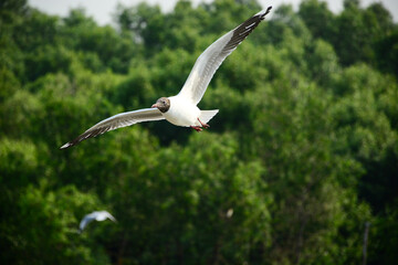 seagull flying in the sky