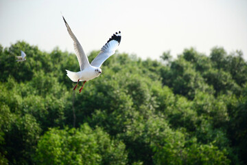 seagull in flight
