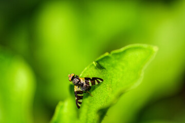 green caterpillar on a leaf
