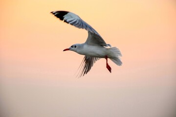 Obraz premium seagull in flight