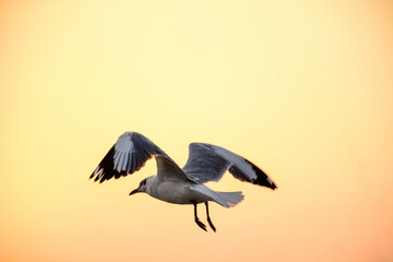 heron in flight