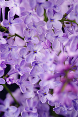 Beautiful lilac flowers. Blooming lilac bush with tender tiny flower. Purple lilac flower on the bush. Branch with lilac spring flowers. There are large lilac flowers on a branch of a lilac tree. 