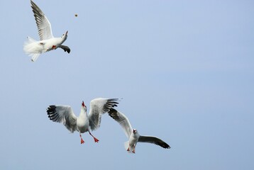seagull in flight
