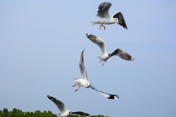 seagull in flight