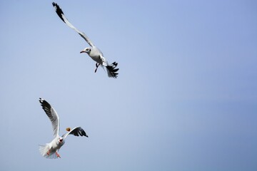 birds in flight