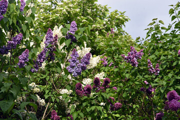 Fototapeta premium Blooming lilac trees in the Lilacs garden in Moscow