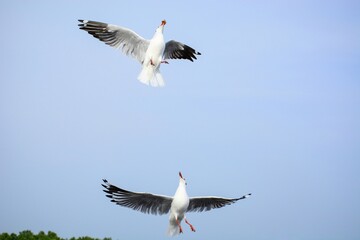 seagull in flight