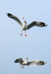 seagulls in flight