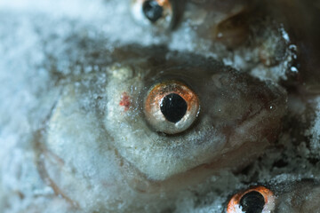 Close up of frozen fish heads covered in ice