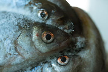Close up of frozen fish heads covered in ice