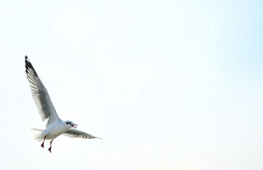 Obraz premium seagull in flight