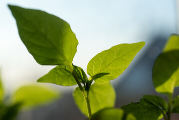 Fototapeta na wymiar Green leaves of young pepper 