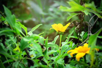 yellow flowers