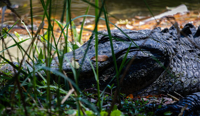 Alligators and shorebirds
