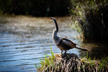 Alligators and shorebirds