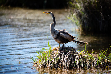 Alligators and shorebirds