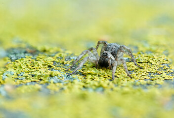 Jumping spider on a yelow lichen 