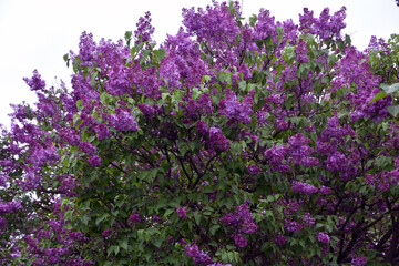 Obraz premium Blooming lilac trees in the Lilacs garden in Moscow