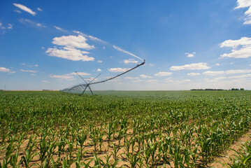 Agricultural irrigation system watering corn field in summer