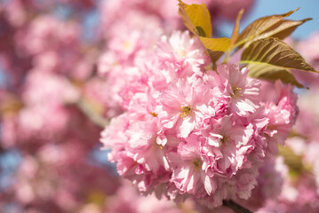 Pink Sakura Japanese cherry blossom in spring, Japan