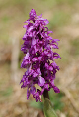 Orchis m&acirc;le (Orchis mascula)