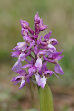 Orchis bouffon --- Orchis morio (Anacamptis morio)