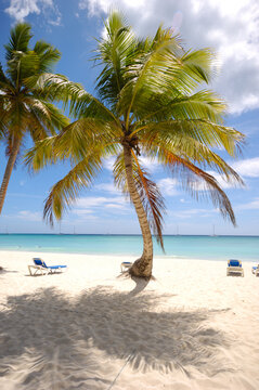 Exotic beach. The Dominican Republic, Saona Island