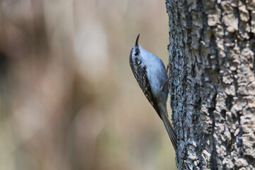 Gartenbaumläufer an einem Baum beim Nestbau