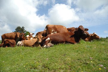 Cows resting on green grass - 511874595