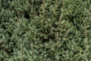 Green pine tree texture background
