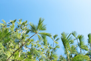 Green pine tree texture background against blue sky