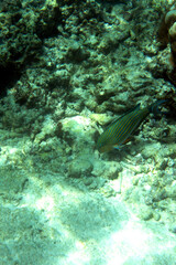 View of Acanthurus lineatus fish