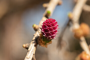 Fototapeta premium Pink conifer cone with small buds around