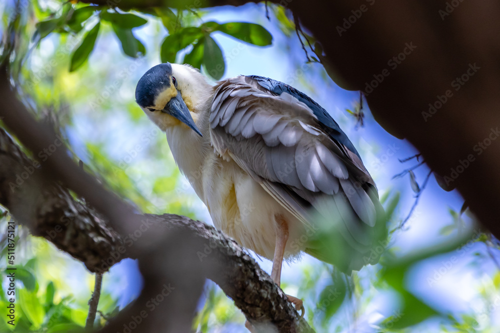 Canvas Prints Night Herons and Lowcountry Life