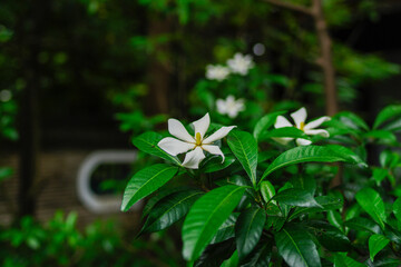 東京赤坂にある氷川神社の境内のクチナシ