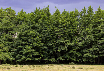 green dense forest against a dark rainy sky