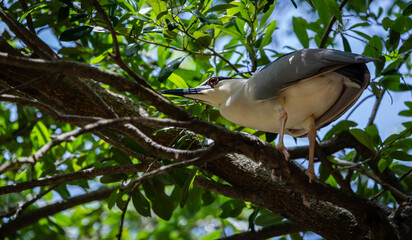 Night Herons and Lowcountry Life