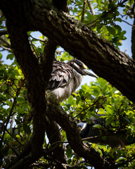 Night Herons and Lowcountry Life