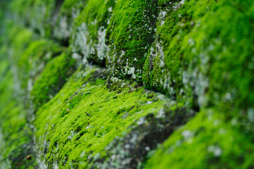 東京の元赤坂にある苔の生えた石垣