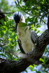 Night Herons and Lowcountry Life