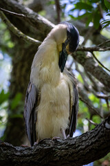 Night Herons and Lowcountry Life