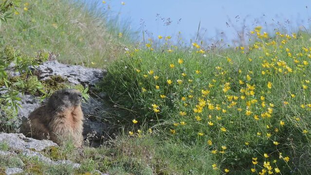 Wild Alps, Alpine marmot among the flowers (Marmota marmota)