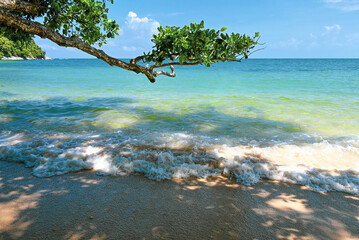 The waves continue to lap on the Tropical beach. Branches extend out of the water
