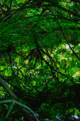 Obraz premium 池に映る木々と緑