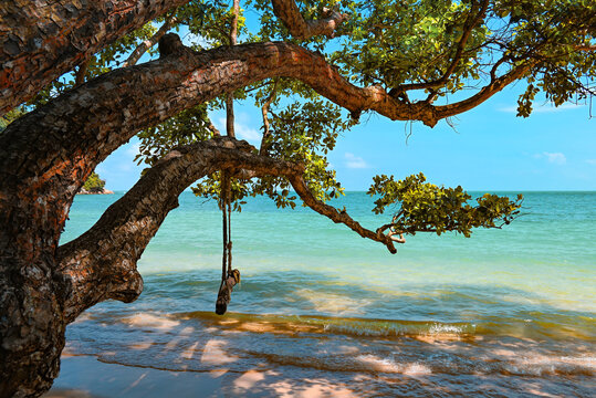 Swing hanging from a big tree by the tropical sea. The waves continue to lap on the beach