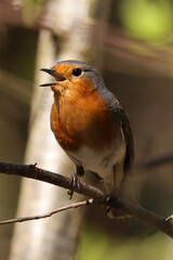 Rougegorge familier (Erithacus rubecula)
