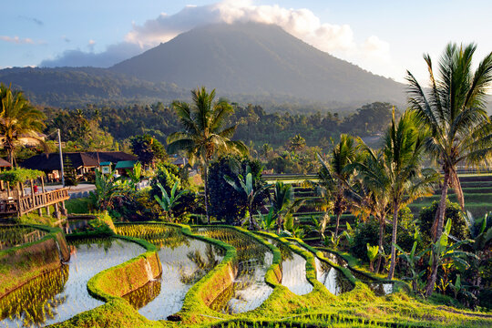 Beautiful sunrise over the Jatiluwih Rice Terraces against the background of spellbinding Mount Batukaru and Mount Agung in Tabanan, Bali. Indonesia