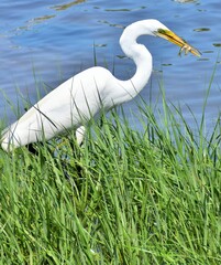 Great Egret